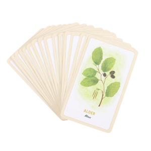 Forest Magic Oracle Cards - Image 5