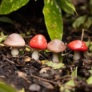 Set of 4 Mini Mushroom Plant Pot Pals - Image 4